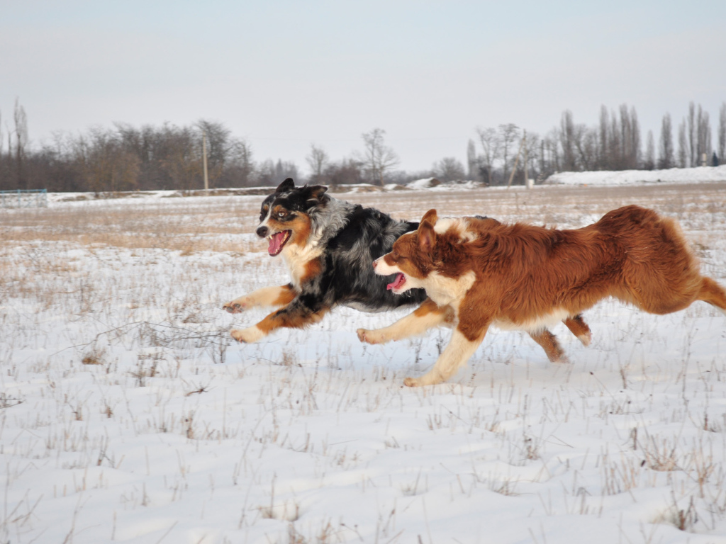Австралийские овчарки бегут зимой