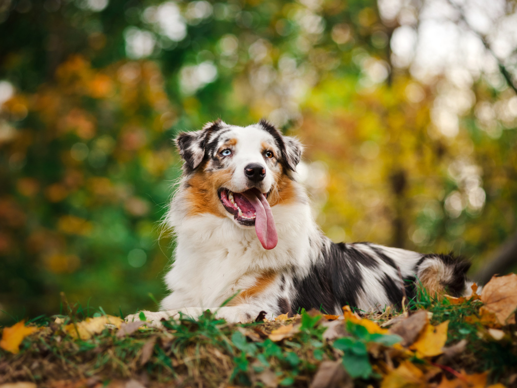Австралийская овчарка с длинным языком