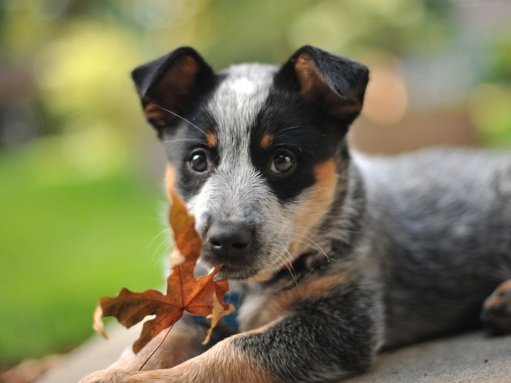 Щенок австралийской пастушьей собаки и осенний лист