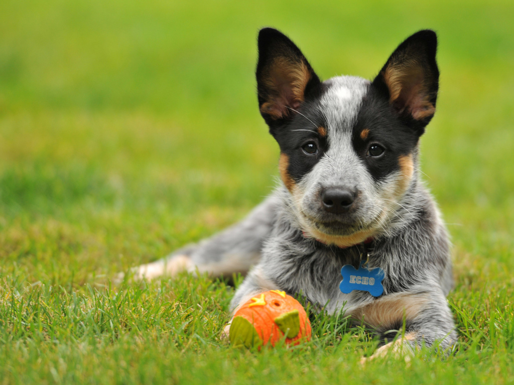 Щенок австралийской пастушьей собаки с мячом