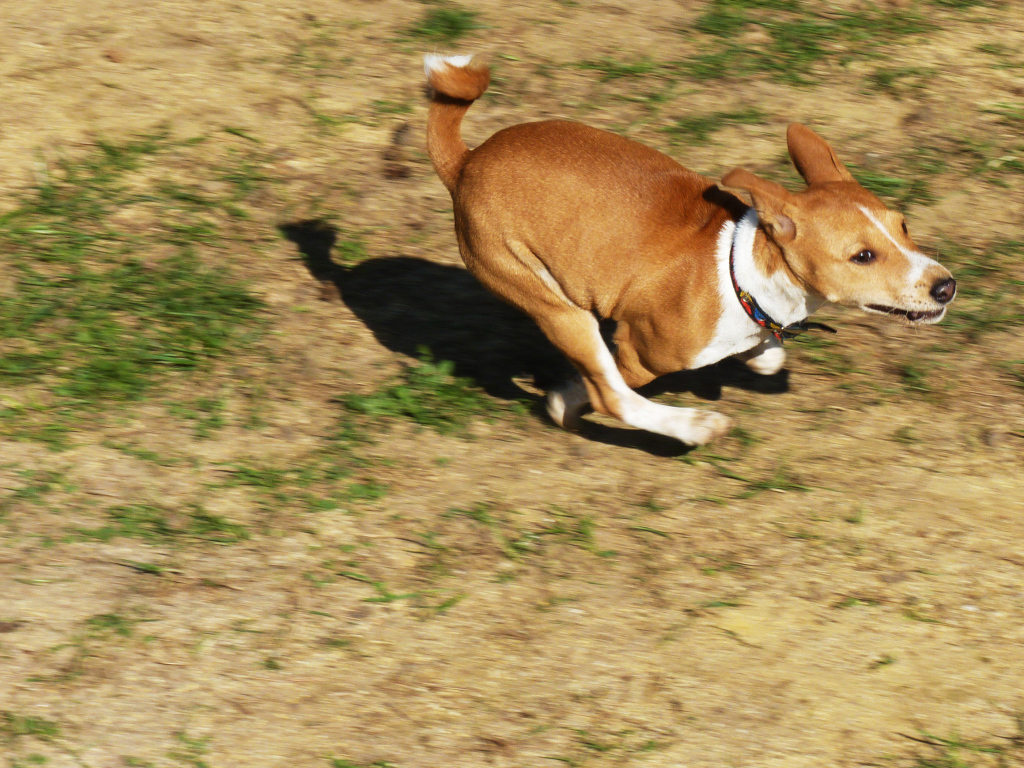 Собака породы басенджи куда-то торопится