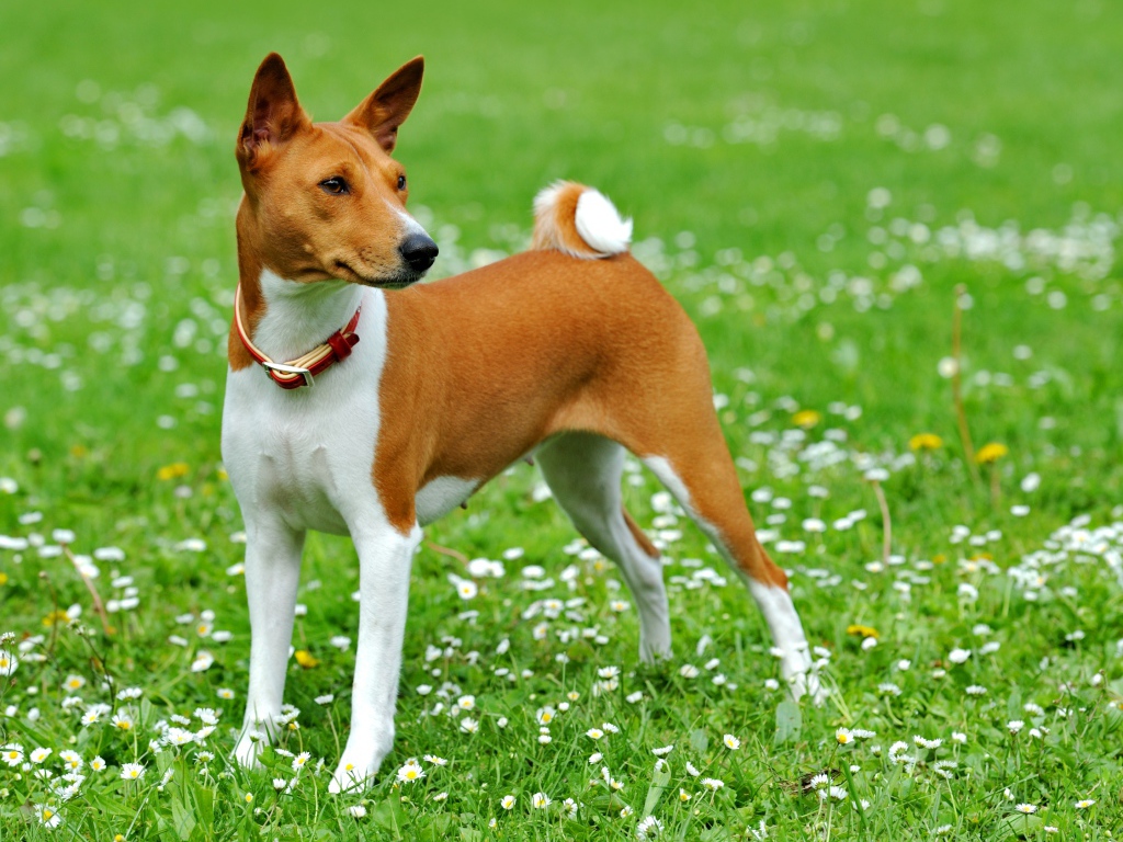 Собака породы басенджи на погулке