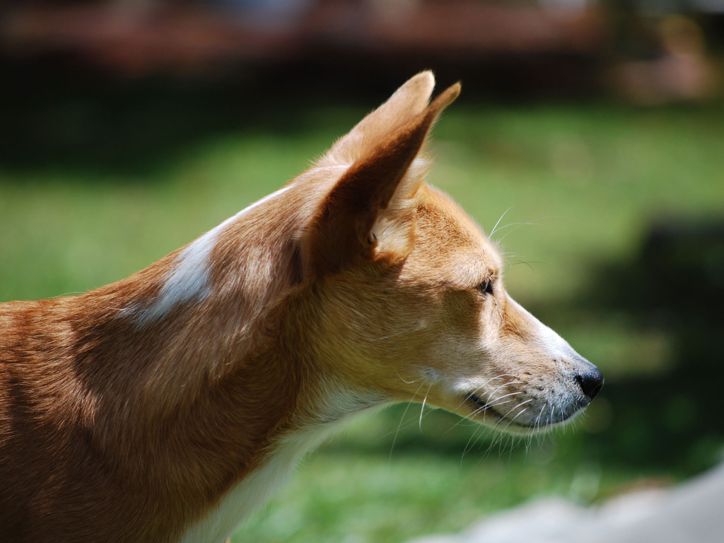 Собака породы басенджи позирует на улице