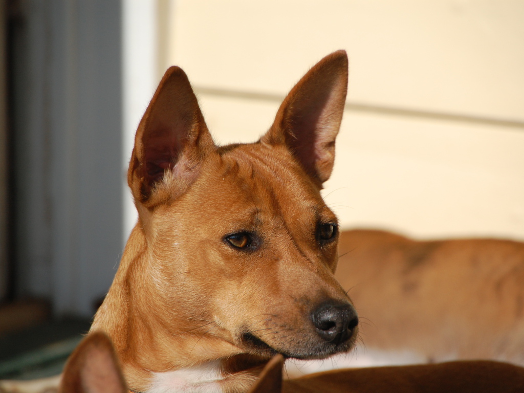 Собака породы басенджи пристально смотрит