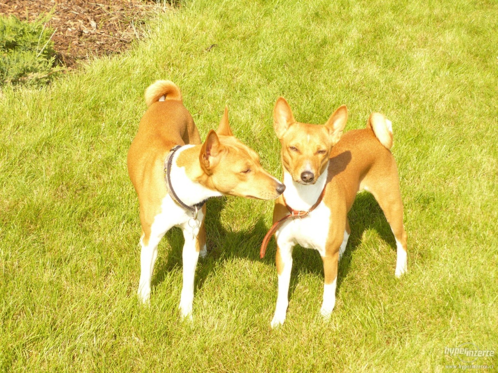 Две собаки породы басенджи на траве