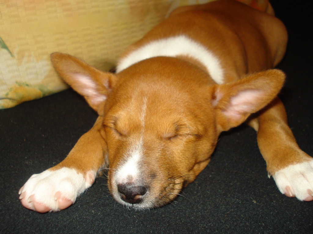 Щенок породы басенджи уснул