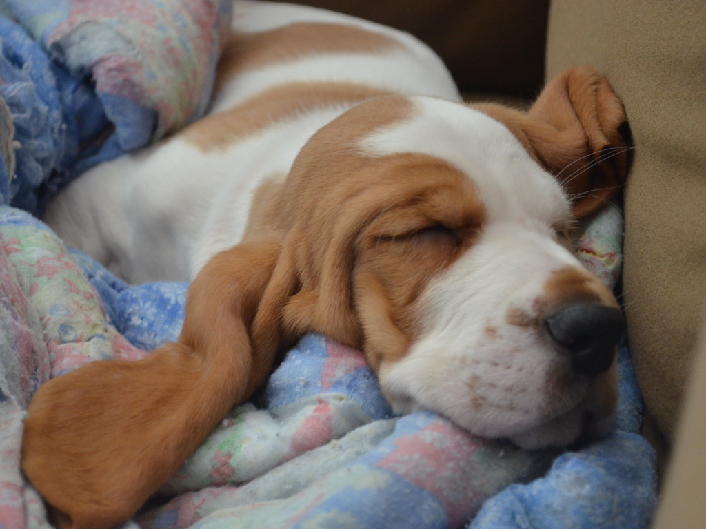 Basset Hound fell asleep on the bed