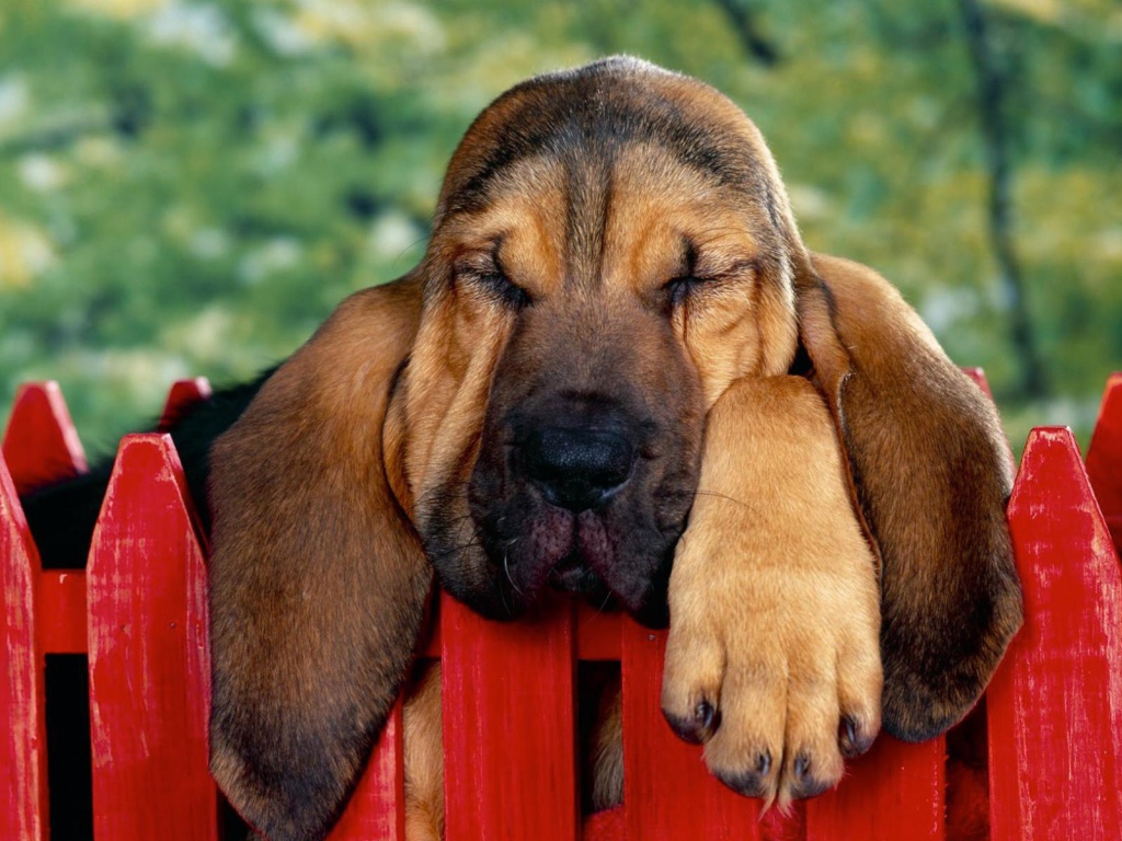 Бассет-хаунд уснул на заборе