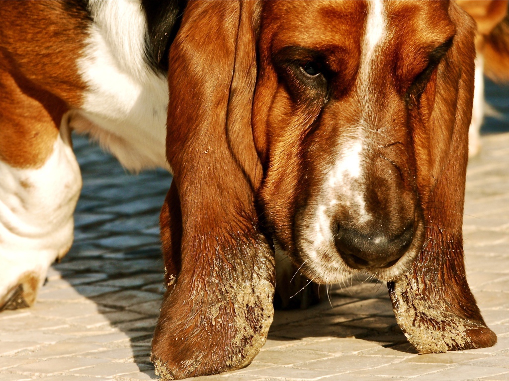 Бассет-хаунд испачкал уши в песке