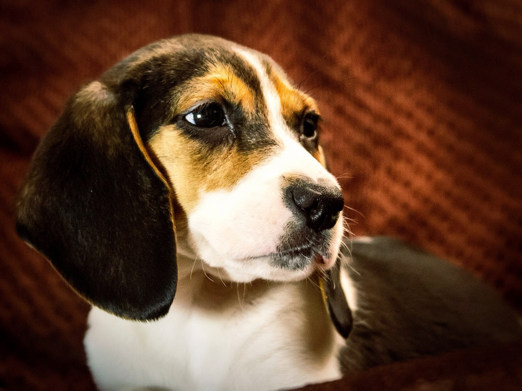 Портрет собаки породы бигль на коричневом фоне