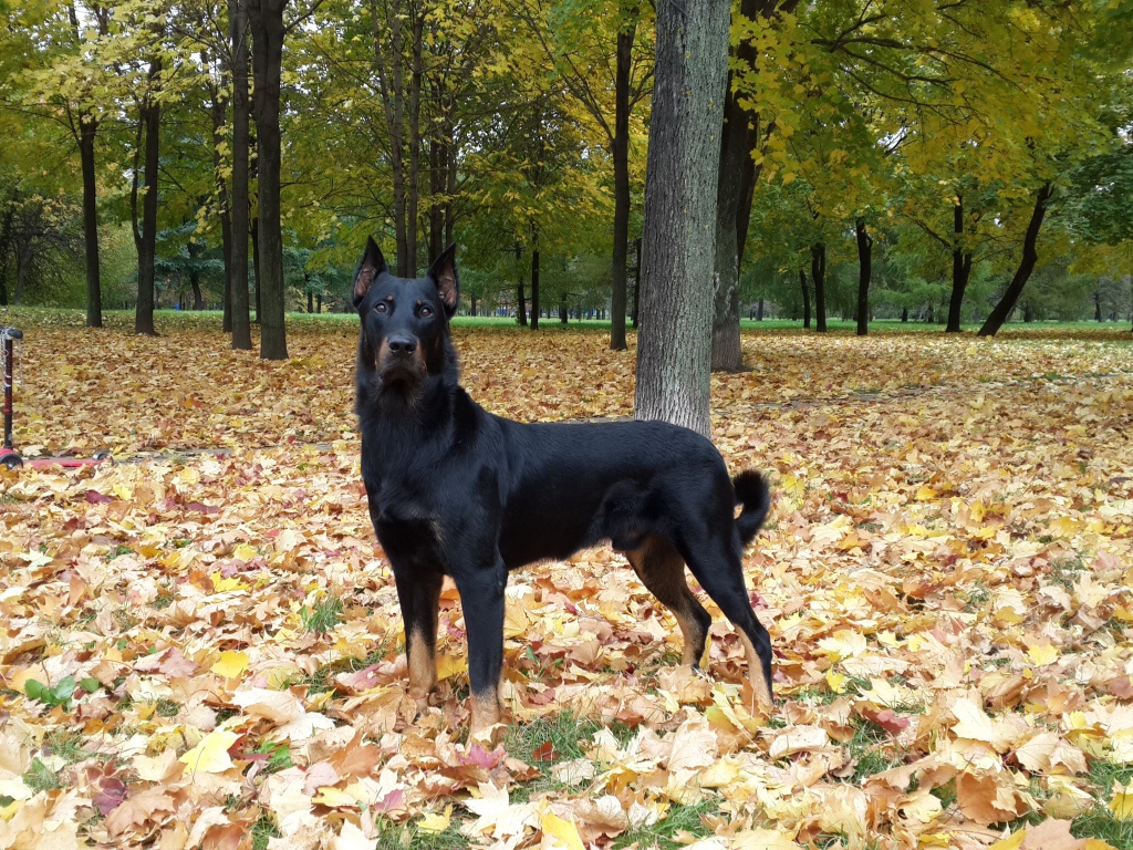 Красивый босерон в осеннем лесу