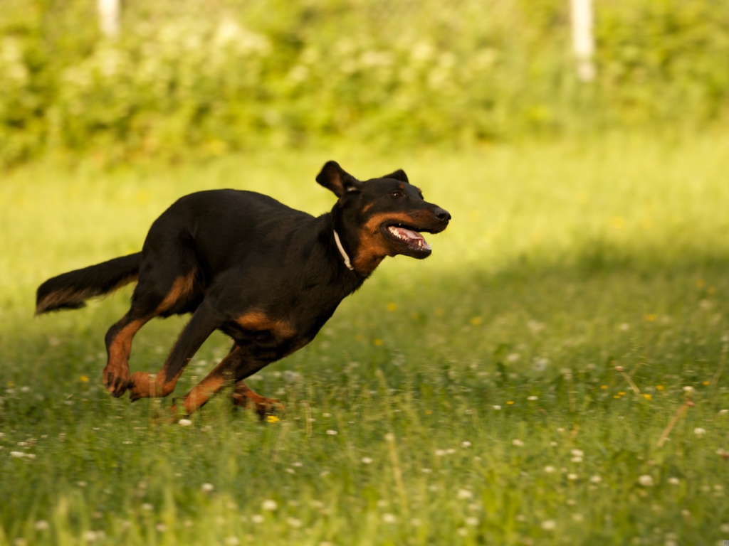 Босерон  бежит сломя голову