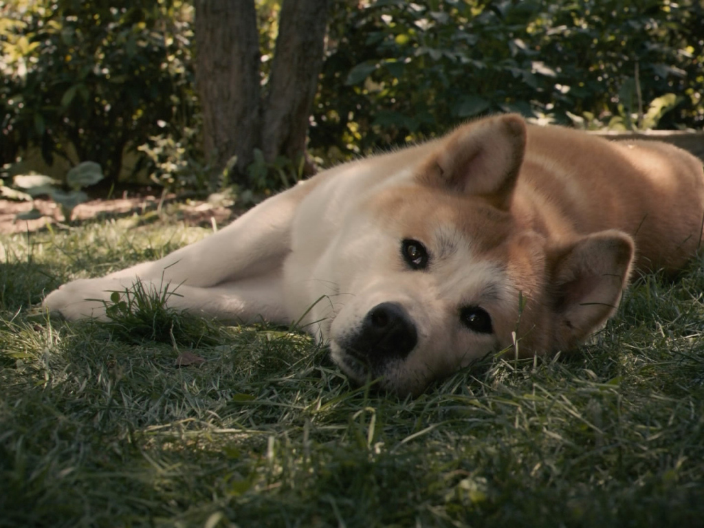 Красивая акита-ину лежит на траве