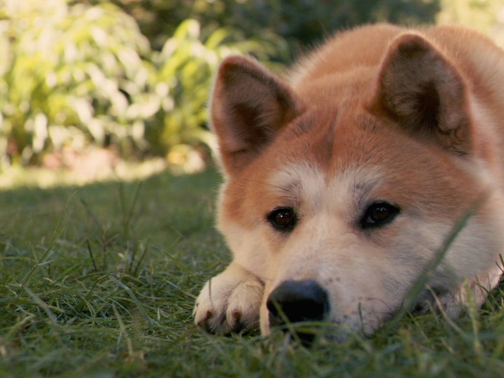 Красивая акита-ину грустит