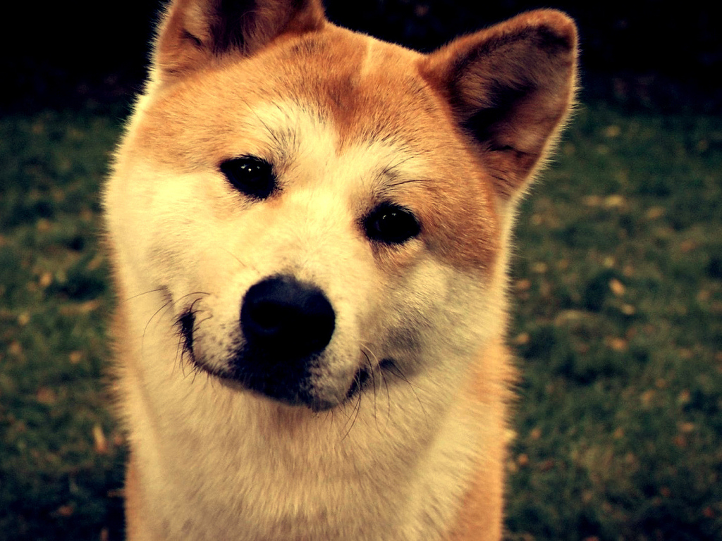 Красивая акита-ину улыбается