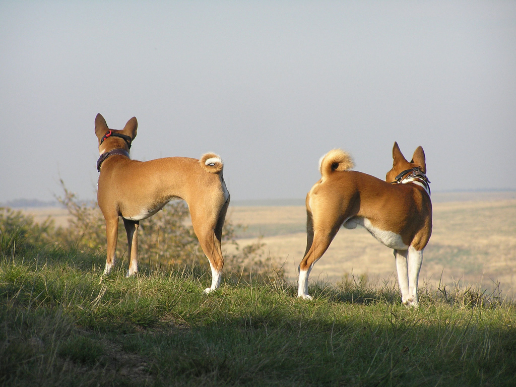Beautiful Basenji breed dog on a hill