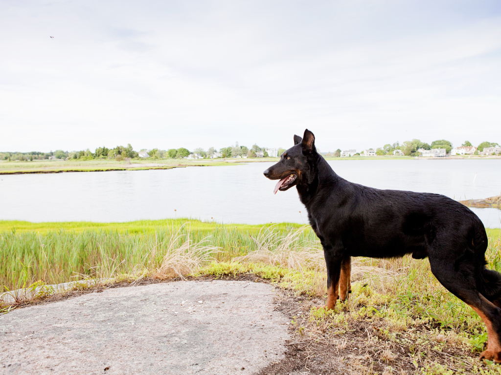 Красивый босерон на фоне озера