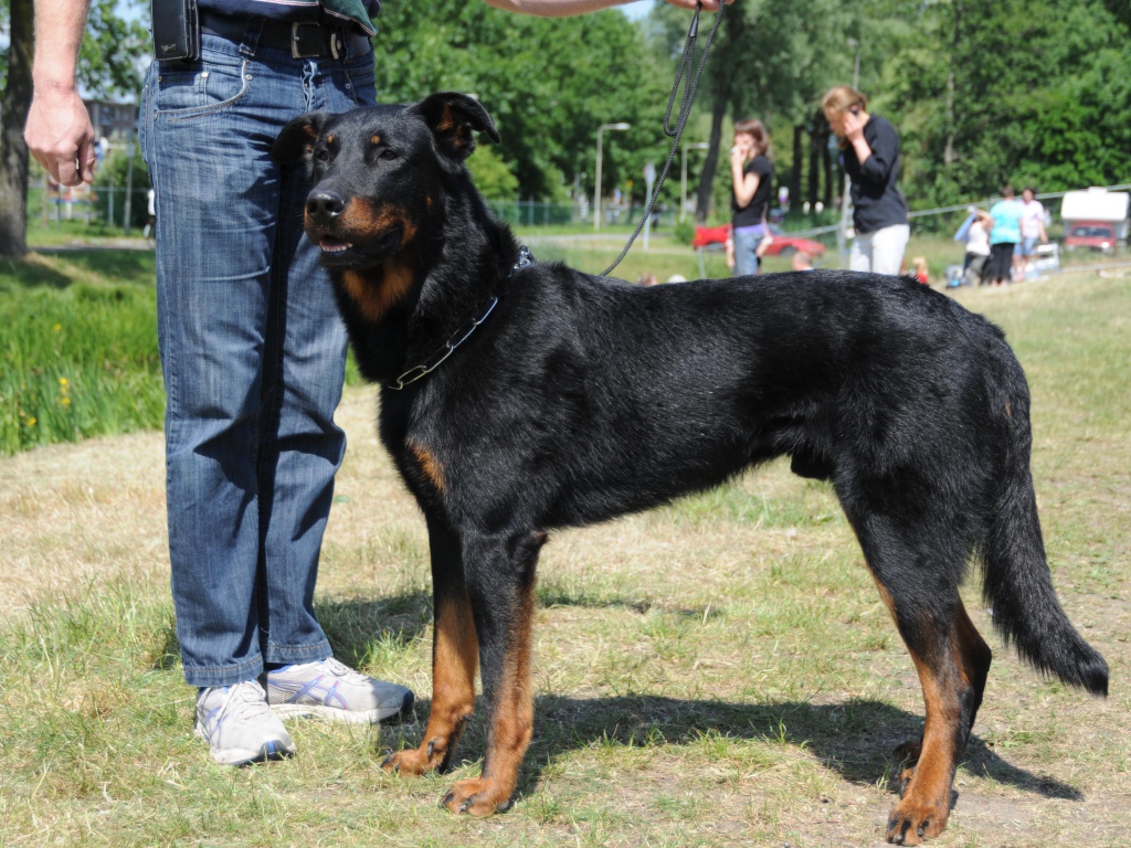 Красивый босерон и его хозяин