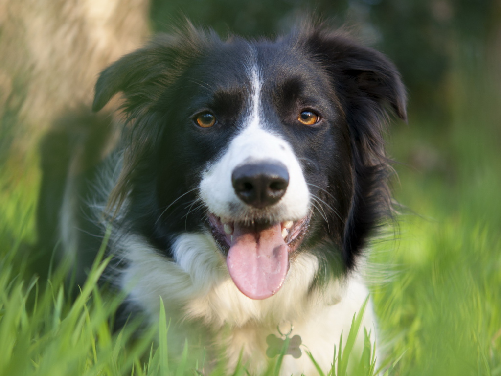 Красивая бордер-колли в траве