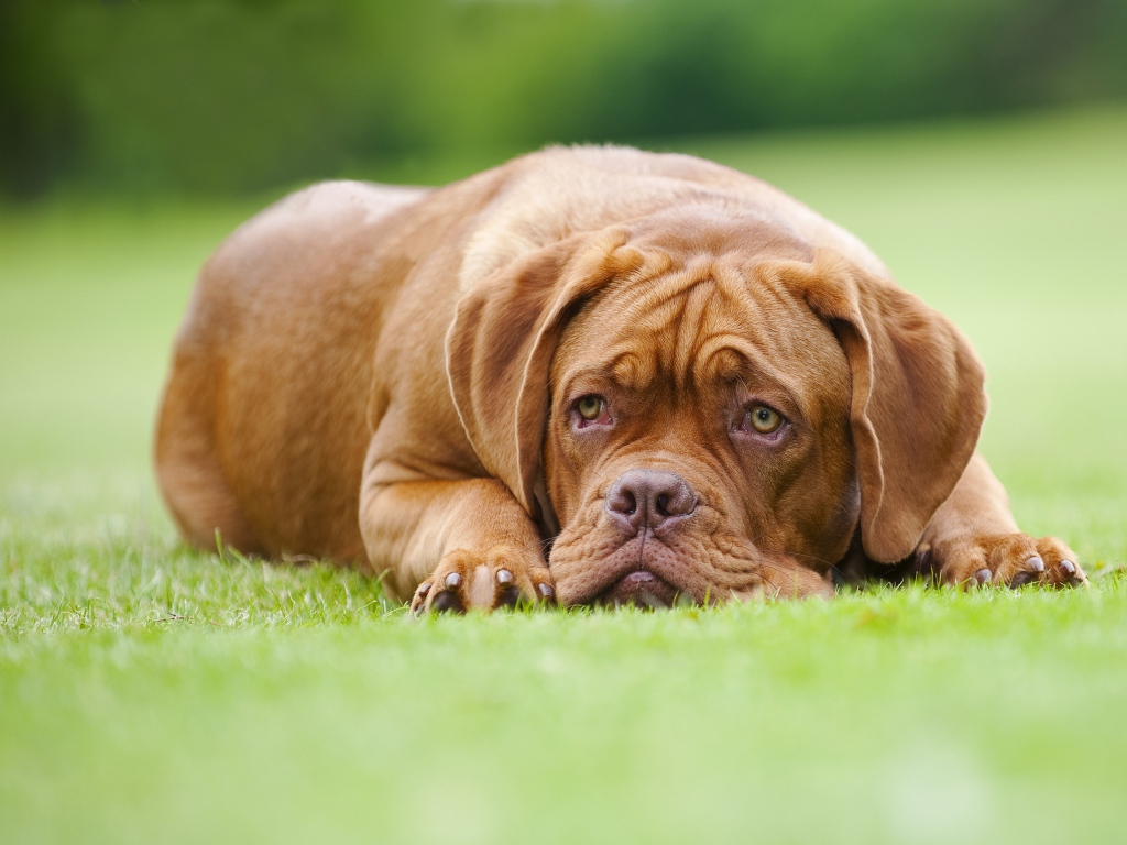 Красивый Бордоский дог на траве