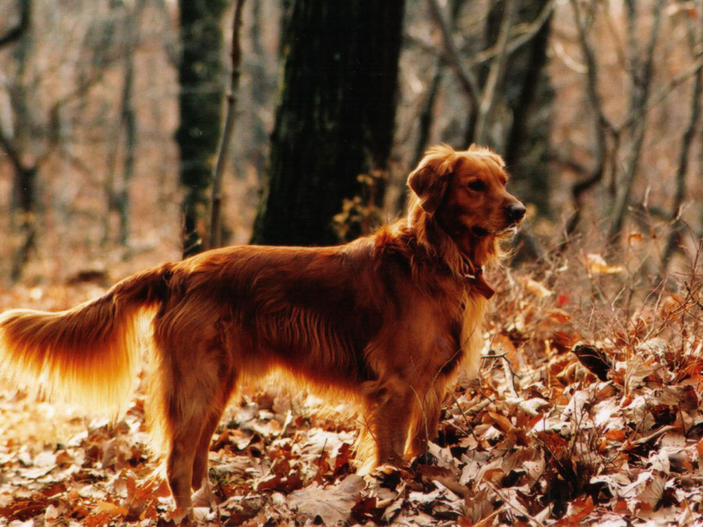 Красивый золотой терьер в лесу