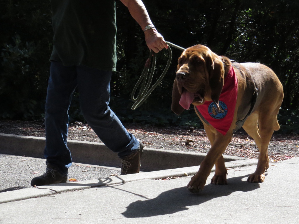 Красивый бладхаунд на прогулке с хозяином