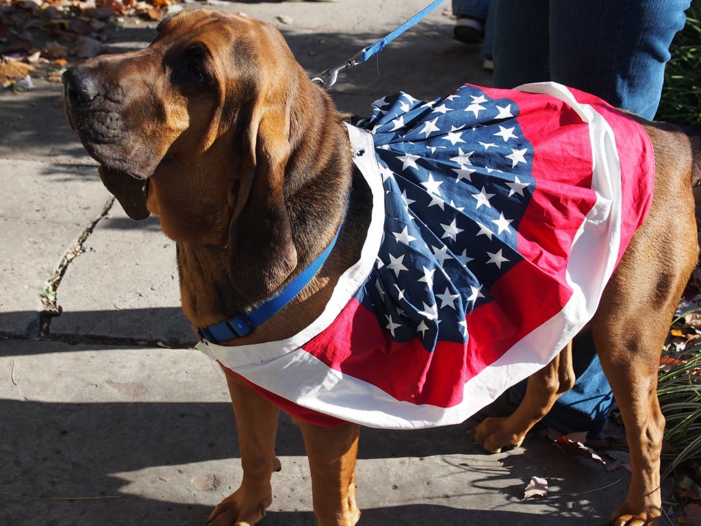 Красивый бладхаунд с хозяином