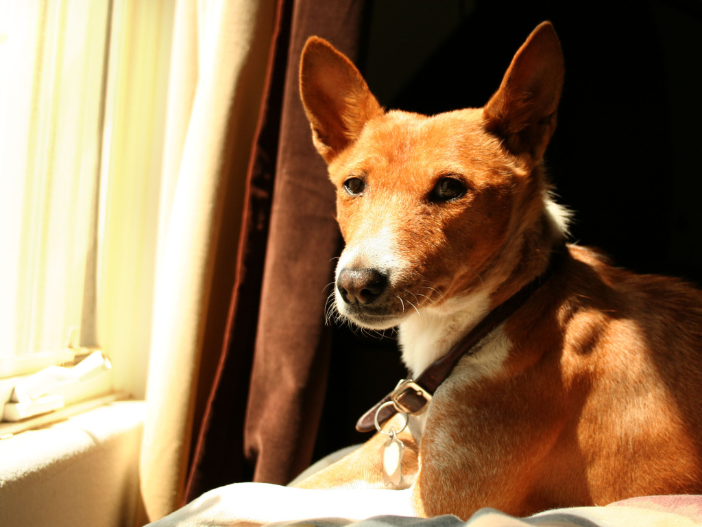 Красивая собака породы басенджи возле окна