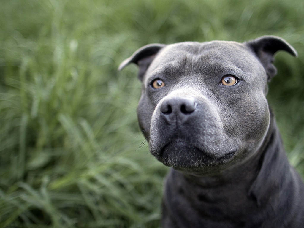 Красивый питубль на траве