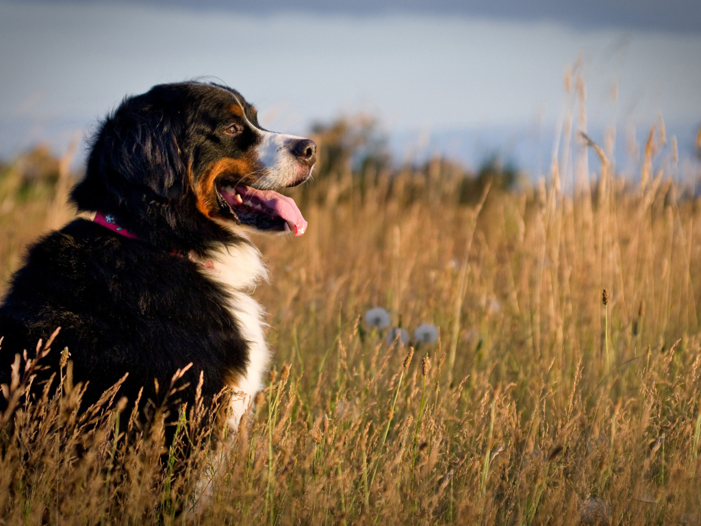 Бернская пастушья собака в поле