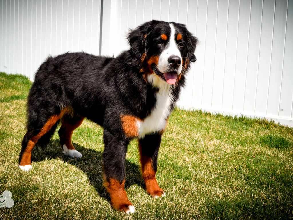 Бернская пастушья собака на фоне белого забора