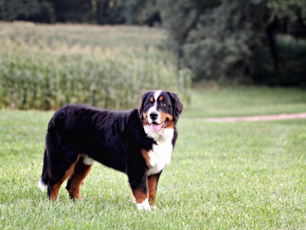 Бернская пастушья собака позирует в поле