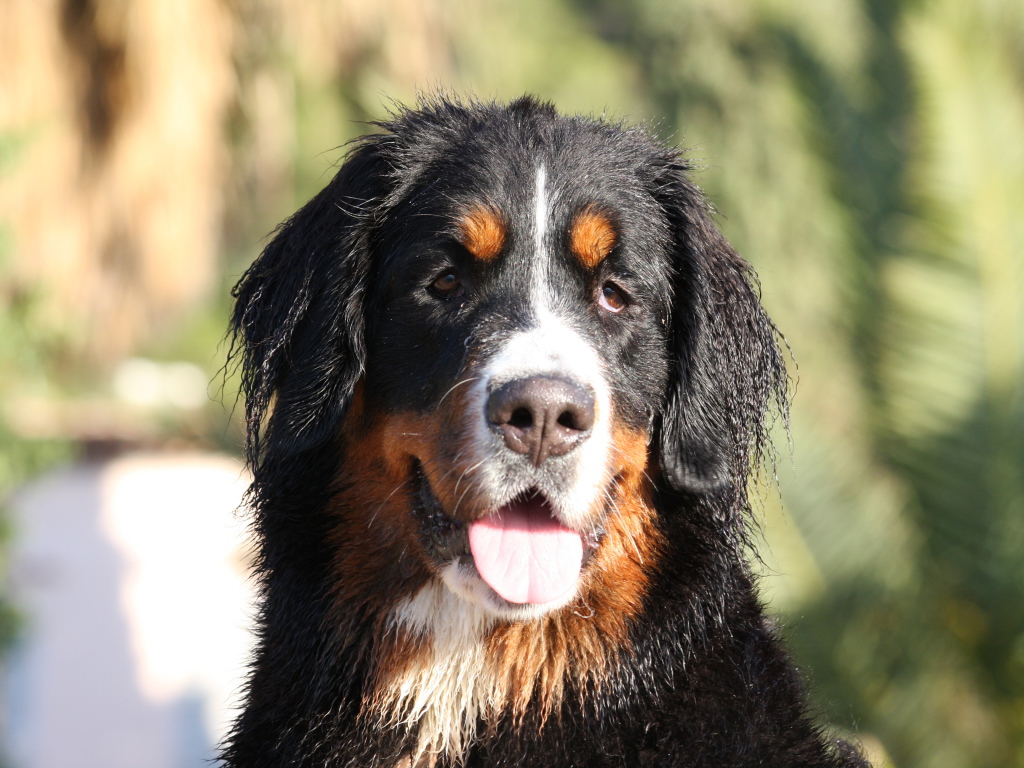 Бернская пастушья собака с мокрыми ушами