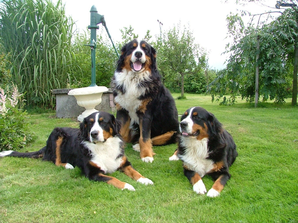 Бернские пастушьи собаки на лужайке