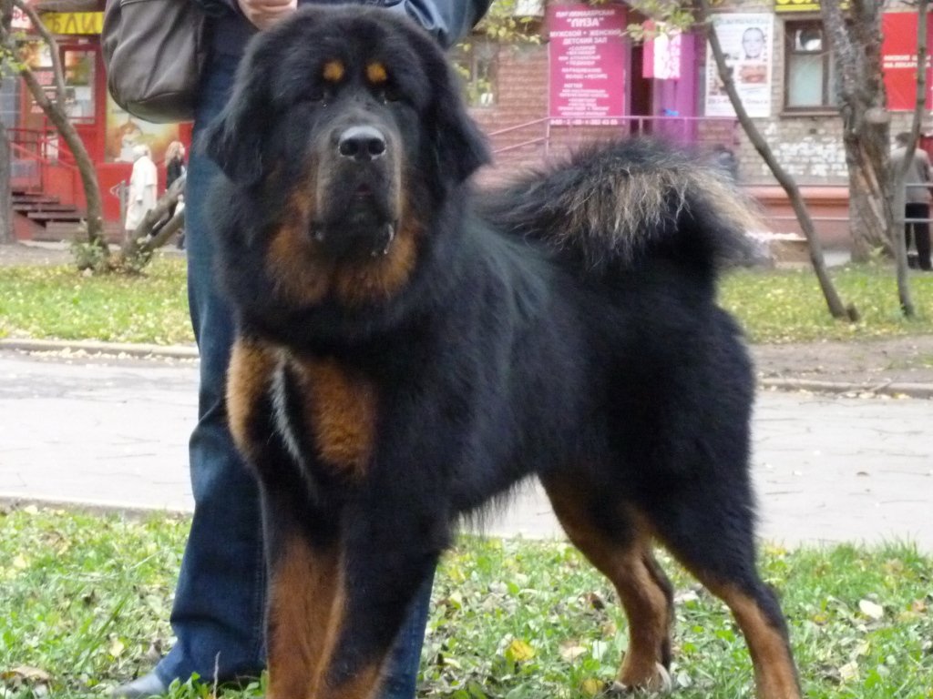 Большой черный Тибетский мастиф