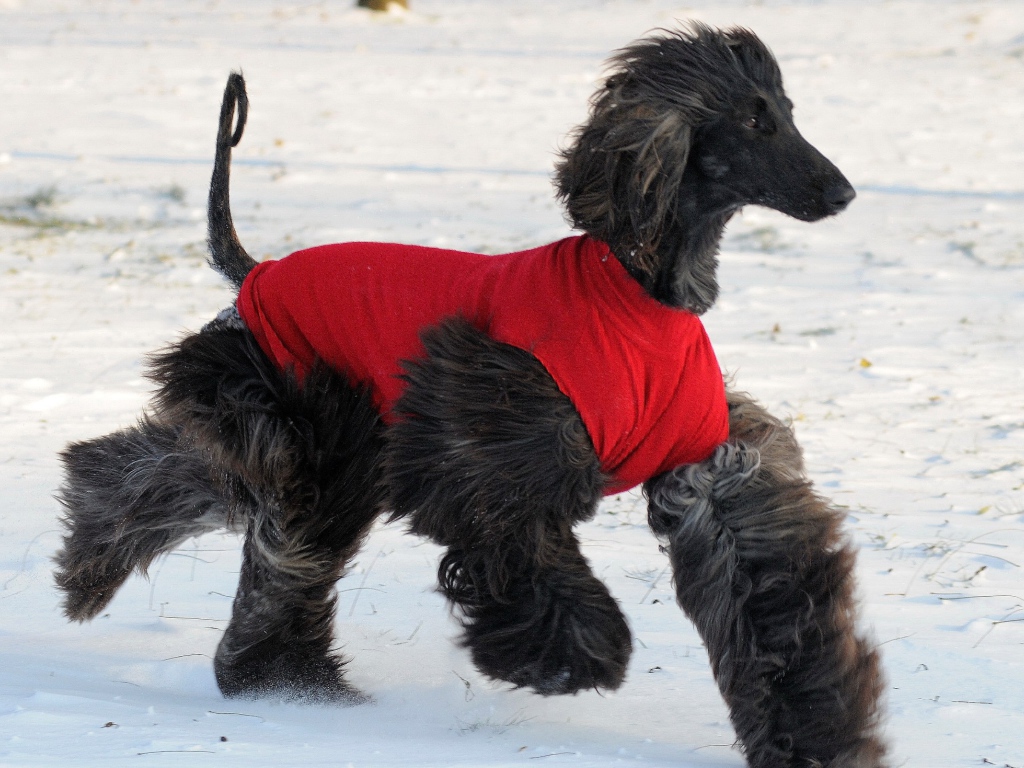 Чёрная афганская борзая бежит по снегу