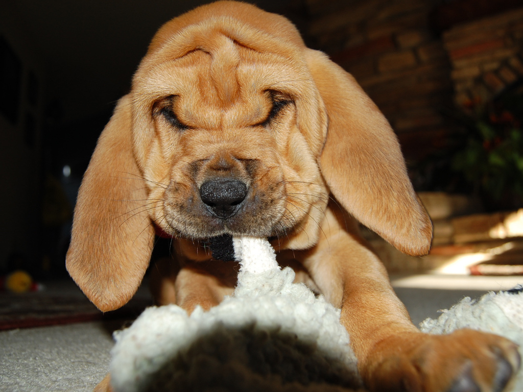 Щенок бладхаунда что-то грызёт