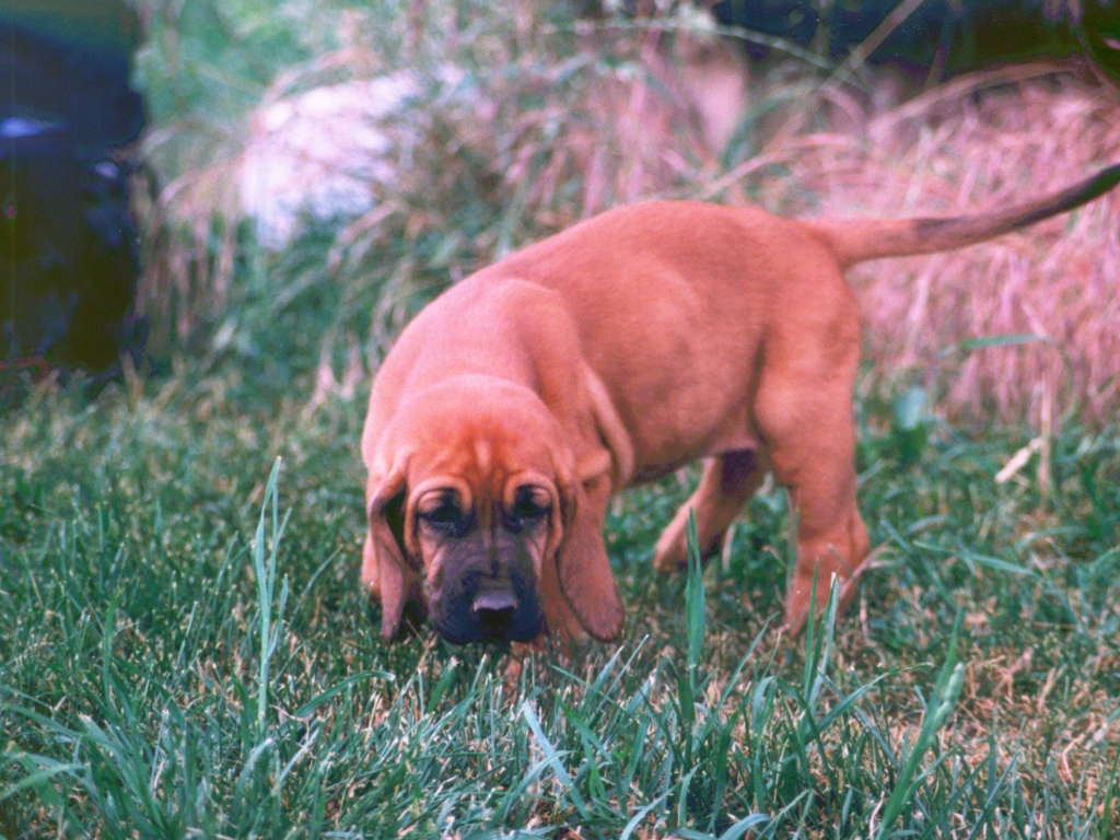 Щенок бладхаунда взял след