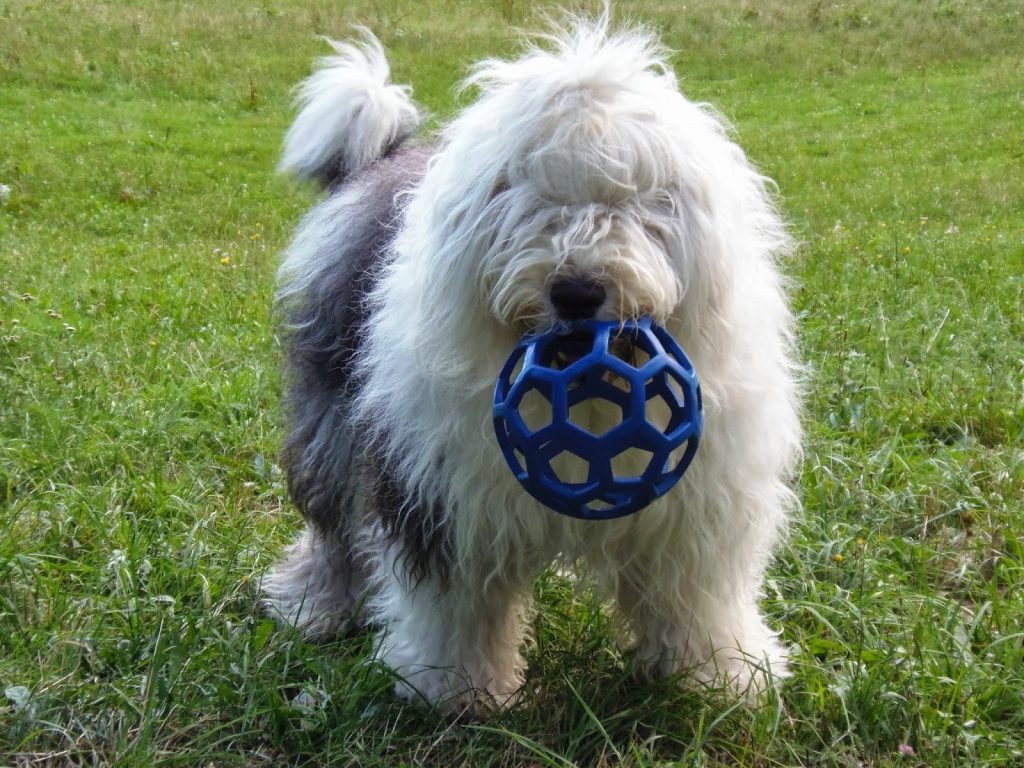 Собака породы бобтейл с игрушкой