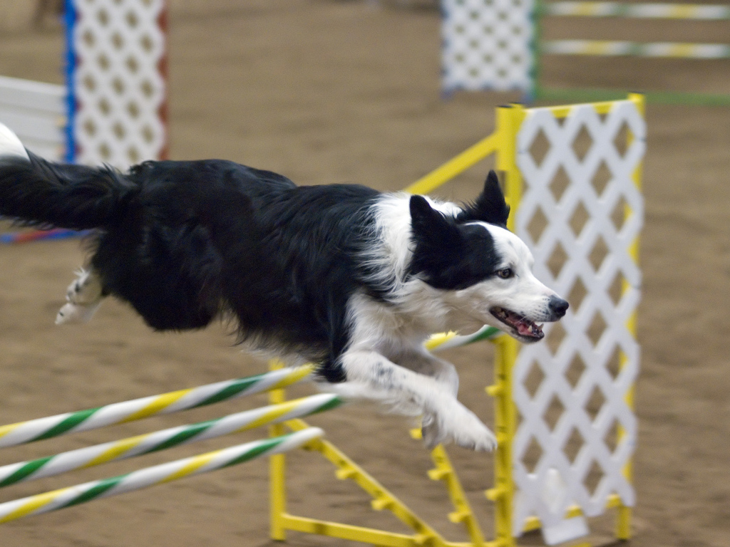 Бордер-колли выполняет команду барьер