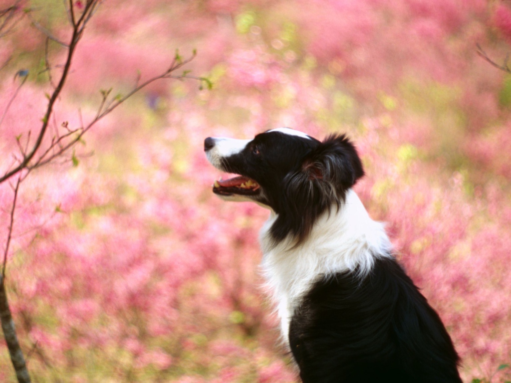 Бордер-колли на фоне цветущих деревьев