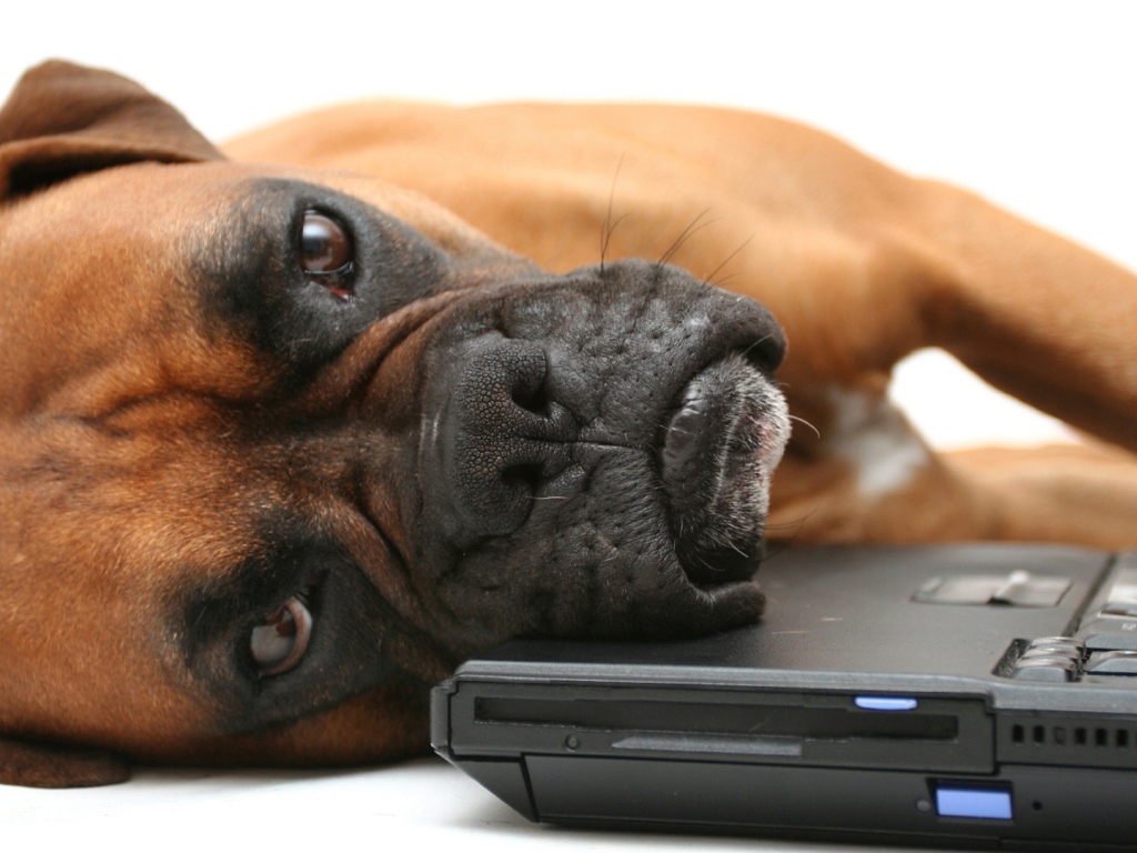 Боксёр положил голову на компьютер