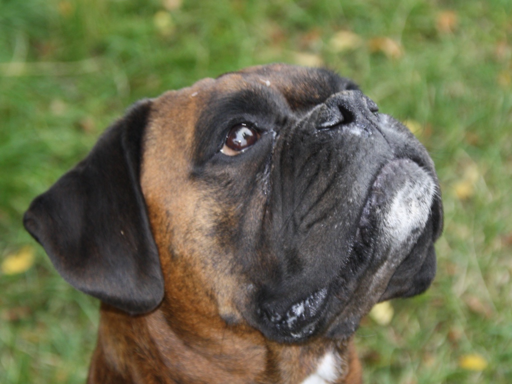 Боксёр смотрит вверх