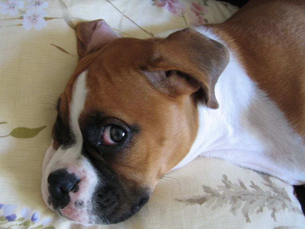 Боксёр смотрит одним глазом на фотографа