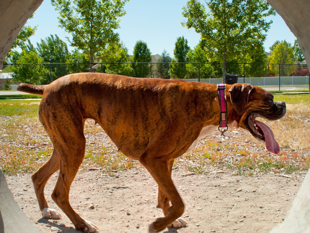 Боксер с длинным языком