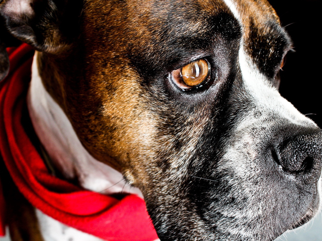 Боксёр с платком на шее