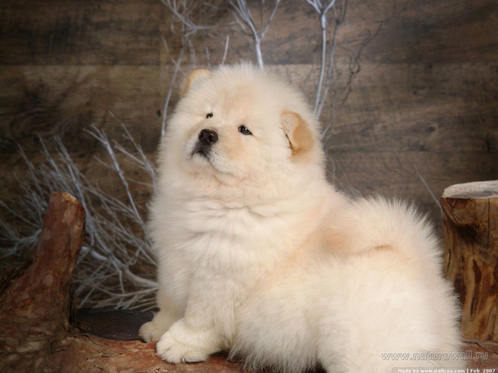 Чау-чау позирует для картины