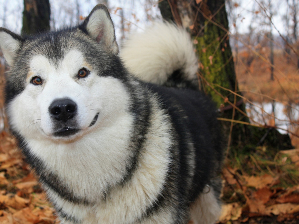 Милый аляскинский маламут