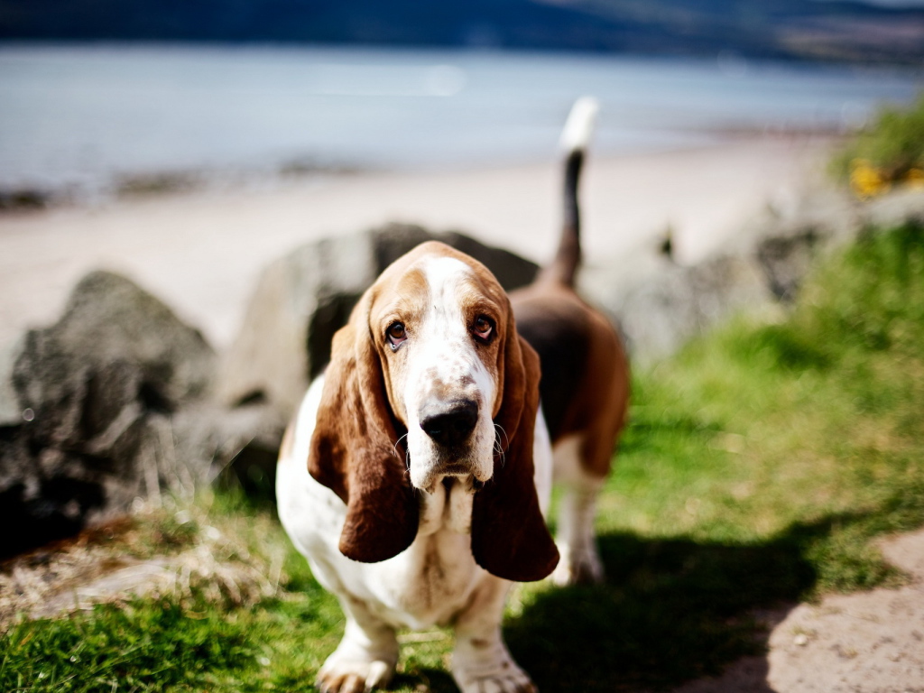 Милый бассет-хаунд на природе