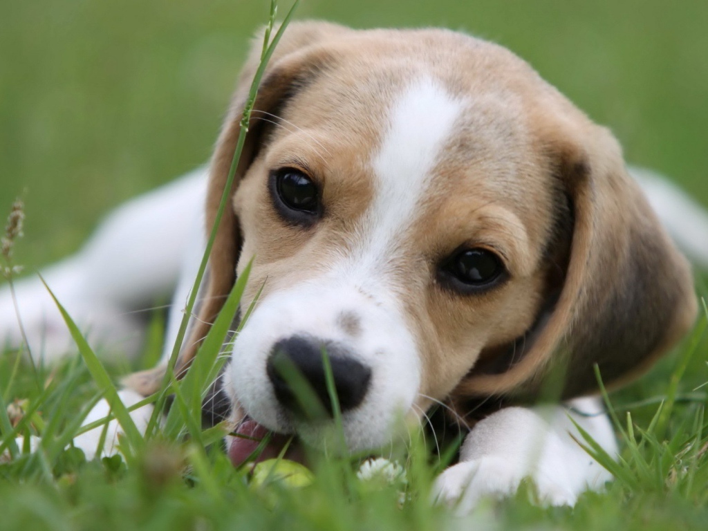 Милая собака породы бигль лежит на траве